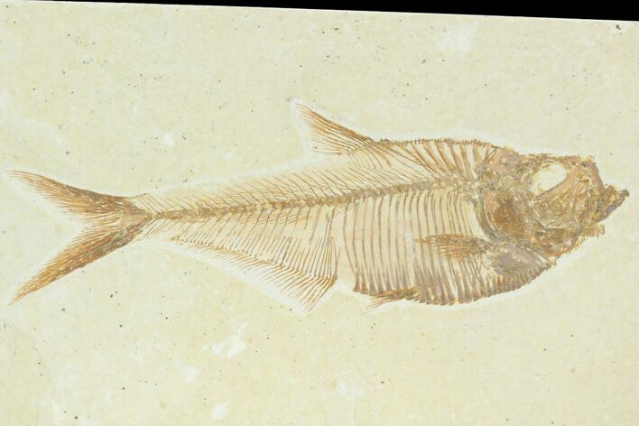 Fossil Fish (Diplomystus) - Green River Formation #122738